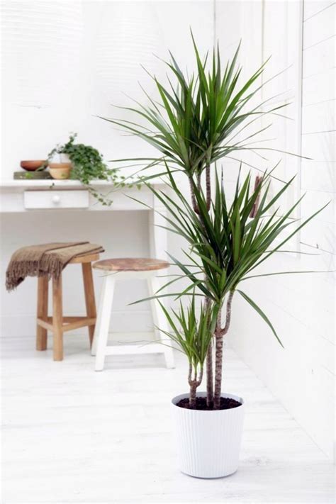 Indoor palm images – which are the typical types of palm trees? | Interior Design Ideas | AVSO.ORG