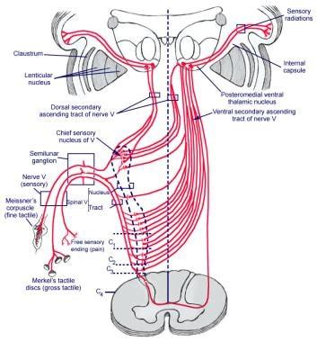 Trigeminal Nerve Anatomy: Gross Anatomy, Branches of the Trigeminal Nerve, Microscopic Anatomy