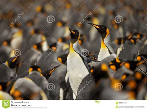 King Penguin Colony in the Falkland Islands. Stock Image - Image of ...