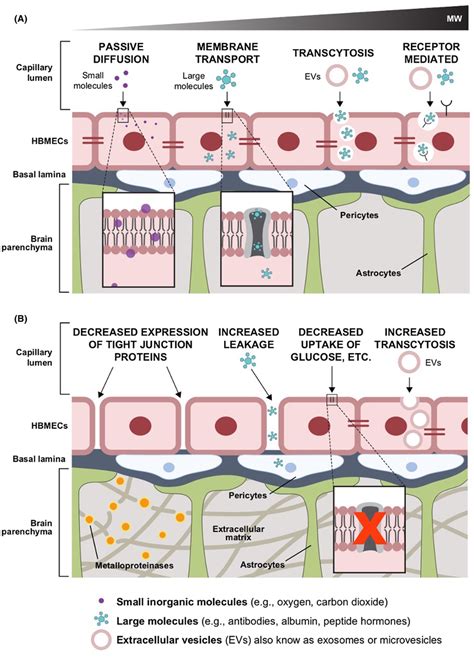 Examples of pathways and mechanisms of transport at the blood–brain... | Download Scientific Diagram