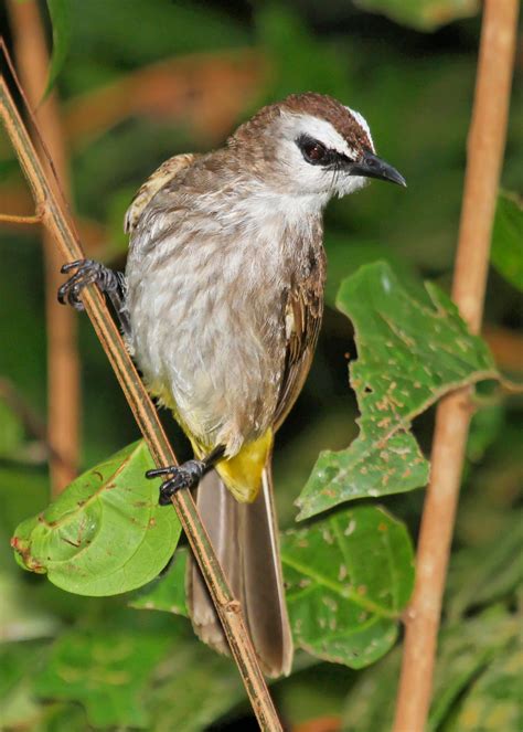 Yellow-vented bulbul