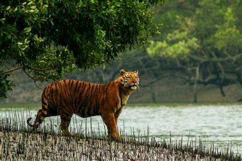 3 Exciting New Sundarban Tour Packages of 2023 [Starting INR.6500]