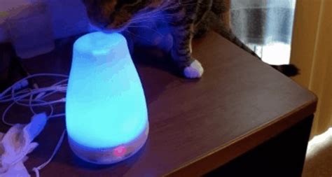 Review: URPOWER Essential Oil Diffuser