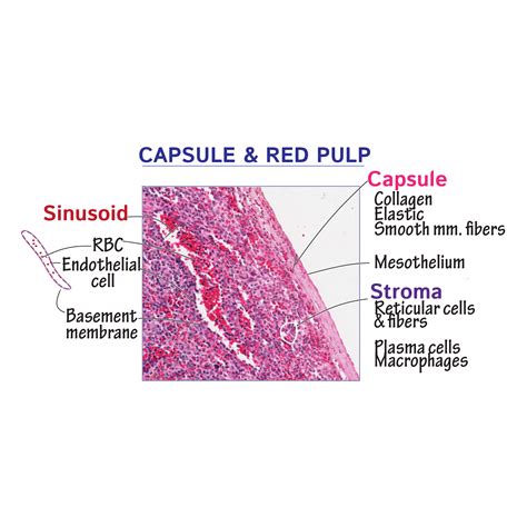 Histology glossary spleen anatomy histology – Artofit