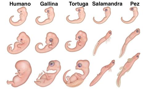 Evolución biológica - Qué es, evidencias y selección natural