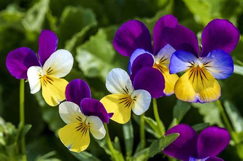 Violet Flower Growing Guides, Tips, and Information | Gardener's Path