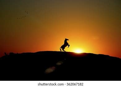 Majestic Pose Lion Lion Silhouette Sunset Stock Illustration 2252555103 ...