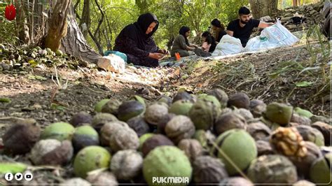 Walnut harvesting season begins in Hawraman as drought kills large ...