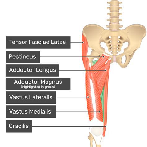 Adductor Magnus Muscle | GetBodySmart