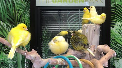 Canaries being canaries - pet Birds - 2018 - YouTube