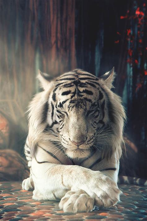 Tiger Iphone Wallpapers