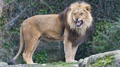 #1251859 HD Angry Lion Roar - Rare Gallery HD Wallpapers