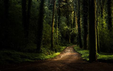 Download Nature Tree Dark Green Forest Man Made Path HD Wallpaper
