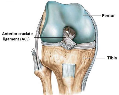 ACL anatomy | b-reddy.org