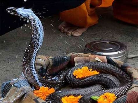 Nag Panchami 2020: Know About Puja Muhurat, Rituals and Significance