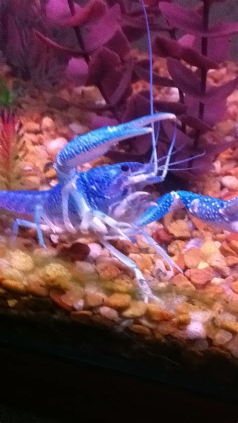 Blue lobster | Aquarium, Animals, Blue