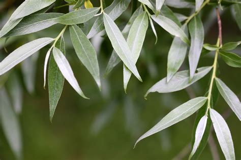 Silberweiden-Blatt » Merkmale, Aussehen und mehr