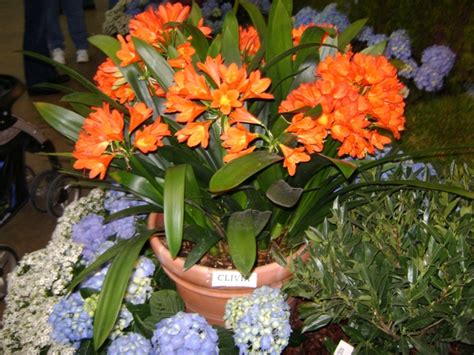Potted Orange Clivia | Garden design - Potted Orange Clivia … | Flickr