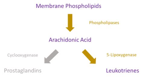 Leukotriene receptor antagonists Flashcards | Quizlet