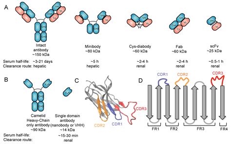 Biomolecules | Free Full-Text | Nanobodies for Medical Imaging: About Ready for Prime Time?