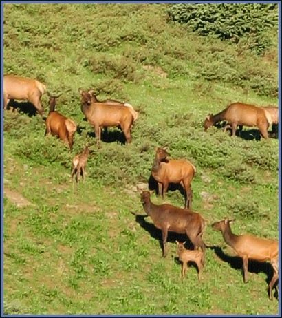 D & D Horses and Outfitting - Colorado Wildlife Photography