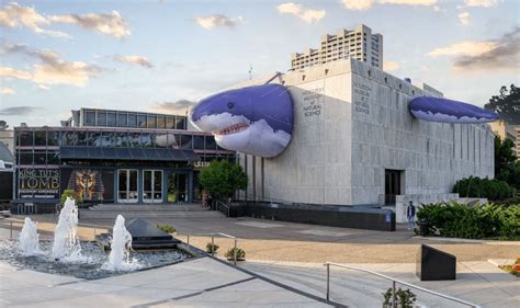 Thrilling New 'Sharks!' Exhibit Opens At HMNS In HTX This May