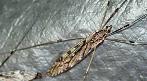 MObugs: Giant Crane Fly