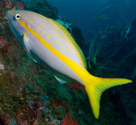 yellowtailsnapper2gps – Gulf of Mexico Fishery Management Council