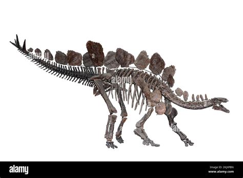 Stegosaurus skeleton isolated hi-res stock photography and images - Alamy