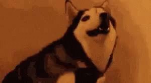 Doggo Husky GIF - Doggo Dog Husky - Discover & Share GIFs