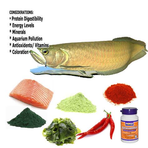 Aquarium Fish Nutrition | Fish Food Information & Aquatic Health