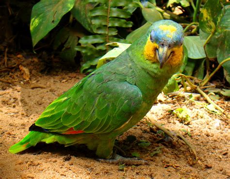 Free Images : looking, wildlife, zoo, green, beak, fauna, lorikeet, lovebird, tropical bird ...