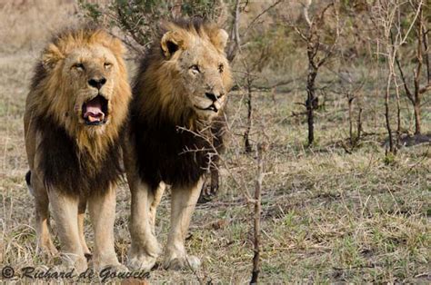 The legend of the Mapogo lions - Africa Geographic