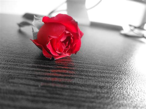 Immagini Belle : mano, bianco e nero, fiore, petalo, amore, rosa, rosso ...