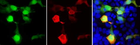 Anti-GFP Antibody (A85301) | Antibodies.com