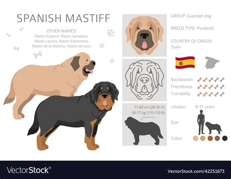 Spanish mastiff coat colors different poses Vector Image