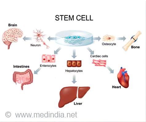 Stem Cell Therapy