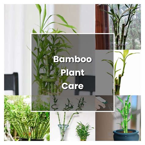 How to Grow Bamboo Plant Care - Plant Care & Tips | NorwichGardener