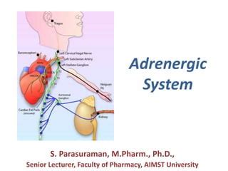 Adrenergic system | PPT