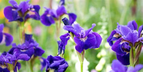 Iris Flowers Meaning: Decoding Nature's Poetry in Every Petal