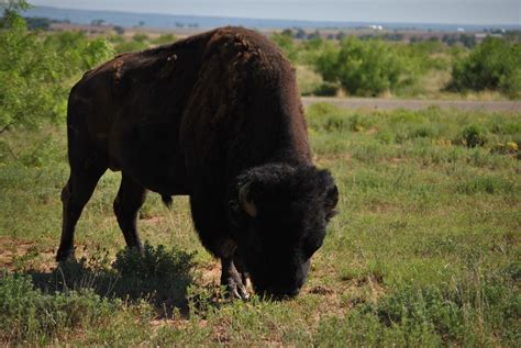 Life With 4 Boys: Caprock Canyon State Park - Days 12 and 13