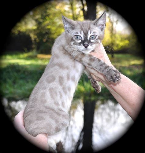 Snow Mink Bengal Cat - CAT DKO