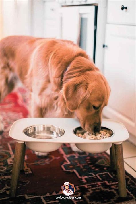 Golden Retriever Food Guide