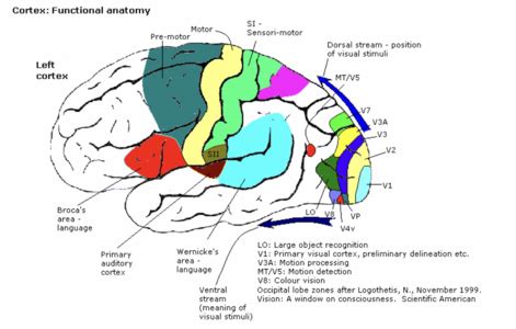 Premotor Cortex | Flipboard