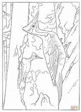 Pileated Woodpecker coloring Page  Free Printable Coloring Pages sketch template