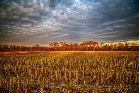 Post harvested corn field HD wallpaper | Wallpaper Flare