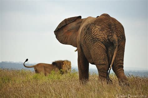 The һᴜmіɩіаtіoп of a lion in the African savannah, саᴜѕed by an elephant squirting water on it ...