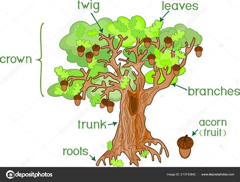 Parts Plant Morphology Oak Tree Acorns Green Leaves Root System Stock ...