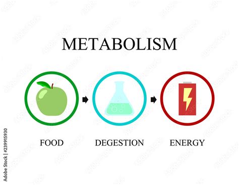 Simple illustration of metabolism notion. Transformation from food to ...