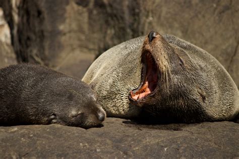 Mum-and-baby-seal | Wild Ocean Tasmania